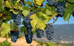 Как правильно формировать куст винограда