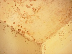 Как вывести грибок из ванной комнаты?