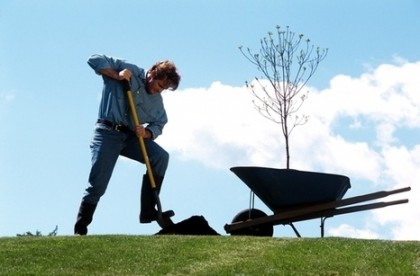 Как правильно сажать кустарники и деревья