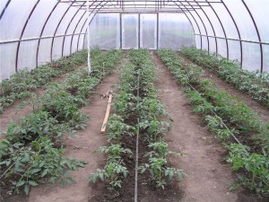 a greenhouse for tomatoes
