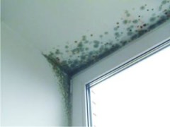 dealing with mold on the walls