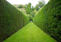 forming cutting hedges
