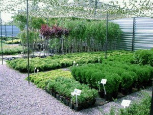 plant Nurseries